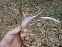 mill site finds 026.webp