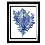 blue conch.webp