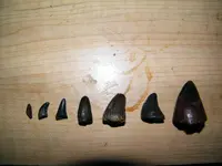 DSCF5436.webp