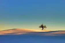 12787852-md.webp