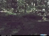 Bobcat.webp