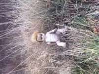 image.webp