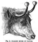 oxwoodenknobs.webp