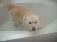 Sasha Tub.webp