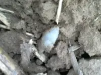 0422121100.webp
