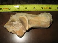 fossils 001.webp