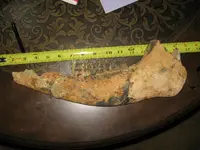 fossils 006.webp