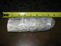 fossils 004.webp