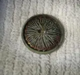 EF guilded button large.webp