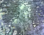 May 2013 Closeup.webp