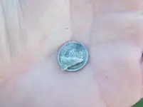 Half dime.webp