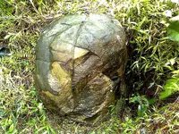 Image0664-rjrgrapher.webp