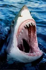shark.webp