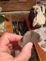 image-3520099924.webp