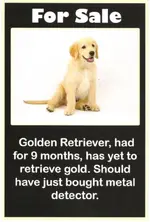 Golden_Retriever.webp