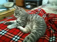 Picture 006sm.webp
