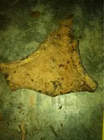image-2035044473.webp