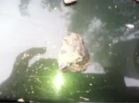 image-483529895.webp