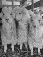 sheeple.webp