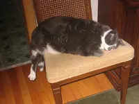 Bugsy goes to sleep.webp