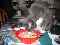 Bugsy eats breakfas!.webp
