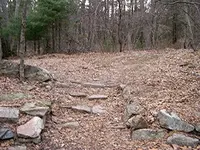 Entering the woods.webp