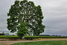 026hdr.webp