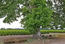 002.webp