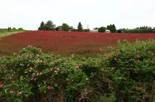 014.webp