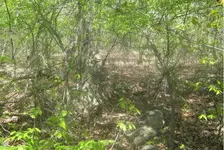 lookat2.webp