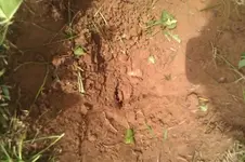 bscap0043.webp