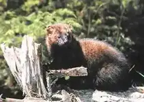fisher.webp