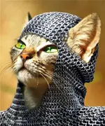 cat.webp