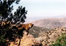 jaguar2.webp