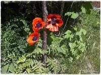 IMG-20130612-02358.webp