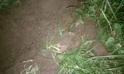 IMAG0522.webp