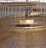 bird cage ebay.webp