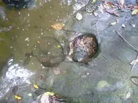 P1100231.webp
