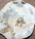 pearl 001.webp
