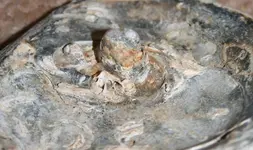 pearl 006.webp