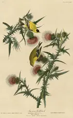 American_Goldfinch_(Audubon).webp American_Goldfinch_(Audubon).webp