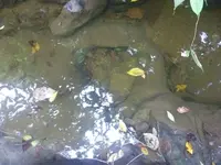 P1100230.webp