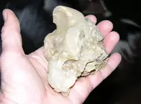 fossil.webp