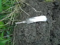 silvknife.webp