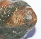 imprint bug 042.webp