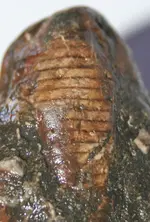 imprint bug 043.webp