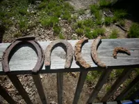 horse shoes.webp horse shoes.webp