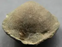 Fossil-Brachiopod-Img_1777SSSS.webp Fossil-Brachiopod-Img_1777SSSS.webp