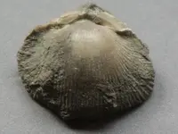 Fossil-Brachiopod-Img_1778SSSS.webp Fossil-Brachiopod-Img_1778SSSS.webp