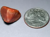 Agate-Pit1RedWhitePointedQ-Img_1745SSS.webp
